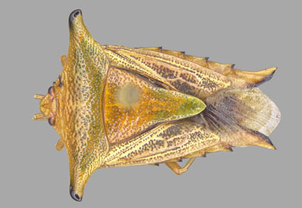 $publishedArticle->coverImageAltText