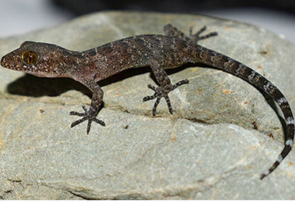 $publishedArticle->coverImageAltText