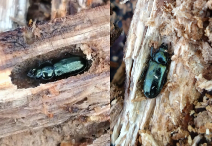 $publishedArticle->coverImageAltText