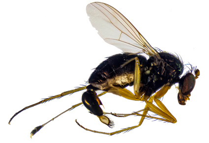 $publishedArticle->coverImageAltText