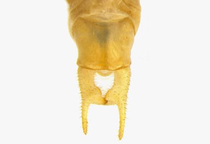 $publishedArticle->coverImageAltText