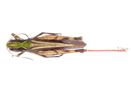 $publishedArticle->coverImageAltText