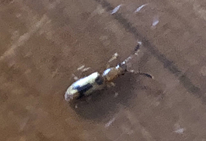 $publishedArticle->coverImageAltText