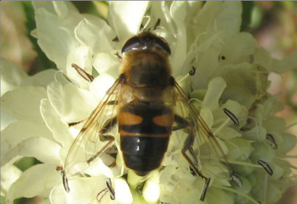 $publishedArticle->coverImageAltText