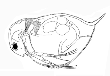 $publishedArticle->coverImageAltText