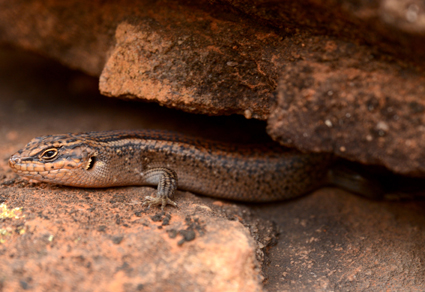 $publishedArticle->coverImageAltText