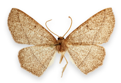 $publishedArticle->coverImageAltText