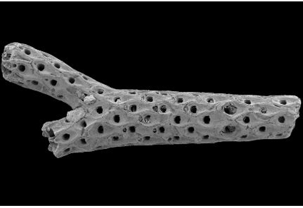 $publishedArticle->coverImageAltText