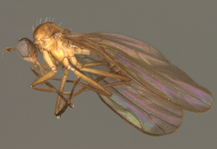 $publishedArticle->coverImageAltText