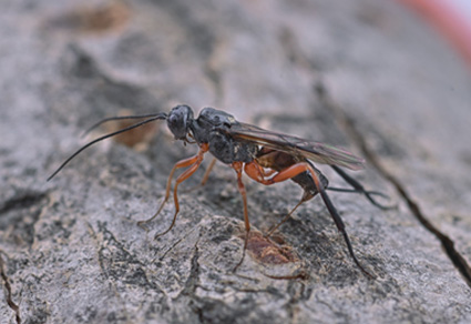 $publishedArticle->coverImageAltText