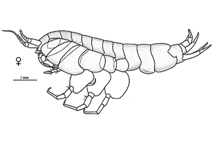 $publishedArticle->coverImageAltText