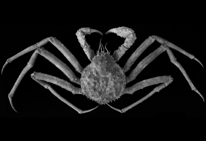 $publishedArticle->coverImageAltText