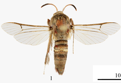 $publishedArticle->coverImageAltText