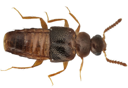 $publishedArticle->coverImageAltText