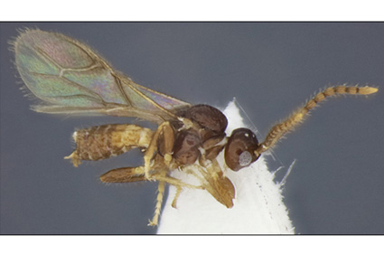 $publishedArticle->coverImageAltText