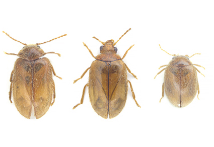 $publishedArticle->coverImageAltText