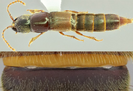 $publishedArticle->coverImageAltText