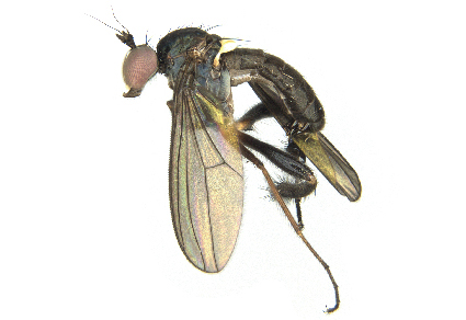 $publishedArticle->coverImageAltText