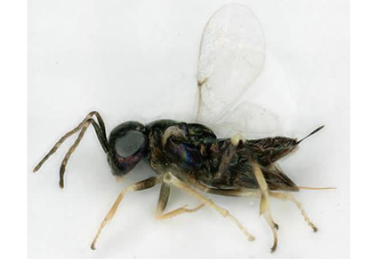 $publishedArticle->coverImageAltText