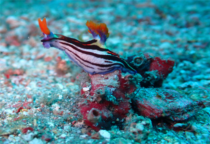 $publishedArticle->coverImageAltText