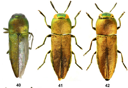 $publishedArticle->coverImageAltText