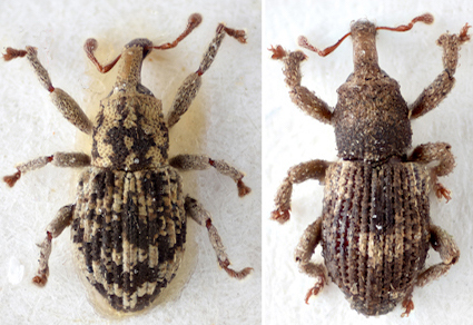 $publishedArticle->coverImageAltText