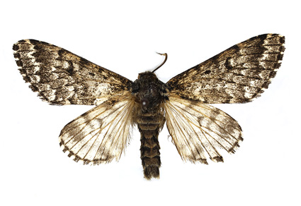 $publishedArticle->coverImageAltText