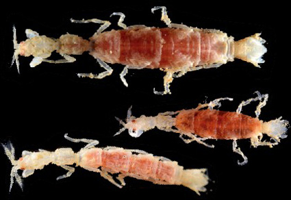 $publishedArticle->coverImageAltText