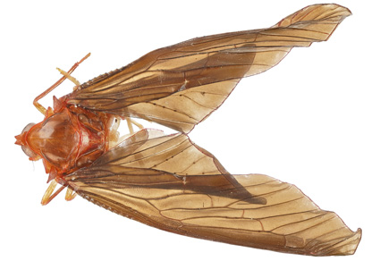 $publishedArticle->coverImageAltText