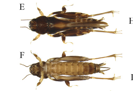 $publishedArticle->coverImageAltText