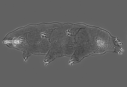 $publishedArticle->coverImageAltText