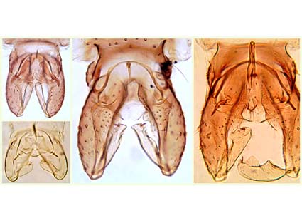 $publishedArticle->coverImageAltText