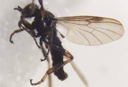 $publishedArticle->coverImageAltText