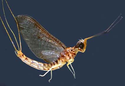 $publishedArticle->coverImageAltText