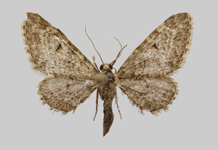 $publishedArticle->coverImageAltText