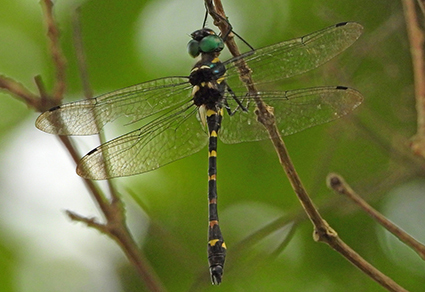 $publishedArticle->coverImageAltText