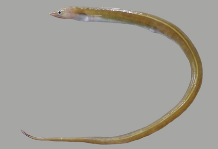 $publishedArticle->coverImageAltText