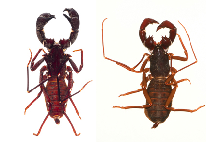 $publishedArticle->coverImageAltText