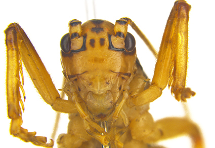 $publishedArticle->coverImageAltText