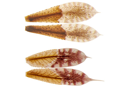 $publishedArticle->coverImageAltText