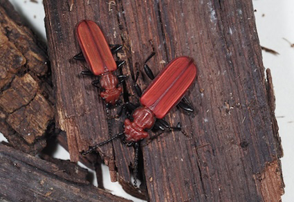 $publishedArticle->coverImageAltText