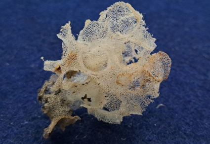 $publishedArticle->coverImageAltText