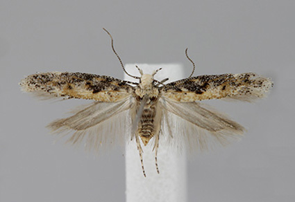 $publishedArticle->coverImageAltText