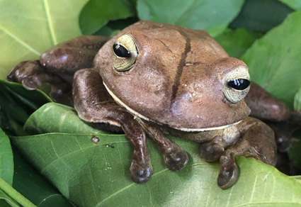 $publishedArticle->coverImageAltText