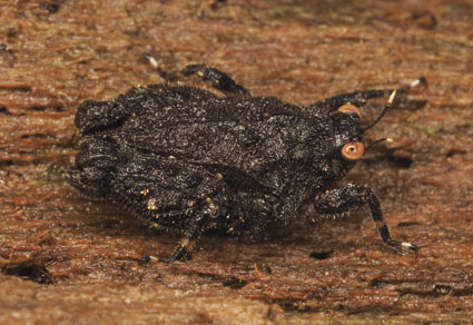 $publishedArticle->coverImageAltText