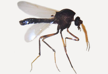 $publishedArticle->coverImageAltText