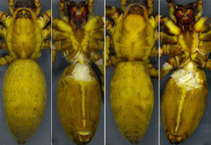 $publishedArticle->coverImageAltText