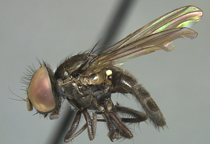 $publishedArticle->coverImageAltText