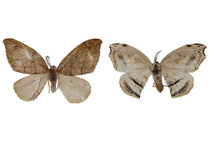 $publishedArticle->coverImageAltText