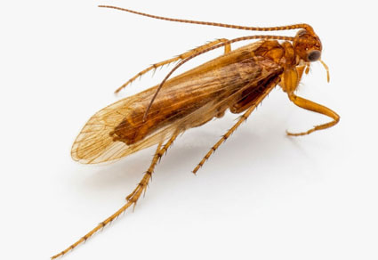 $publishedArticle->coverImageAltText